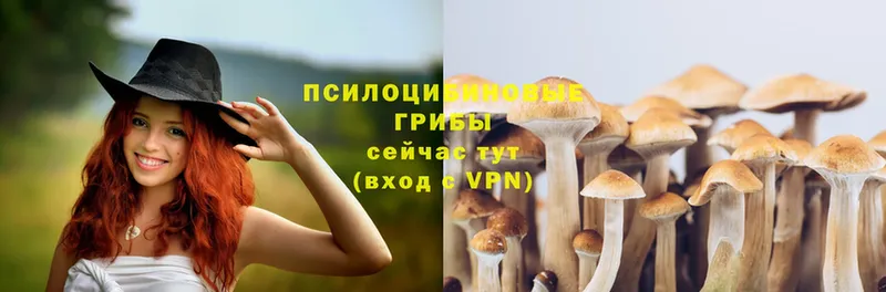 Галлюциногенные грибы Psilocybe  Ак-Довурак 